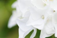 Hortensia blanc