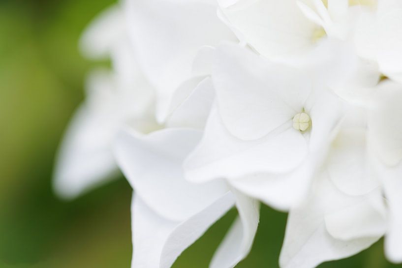 Hortensia blanc par Diana Gobert