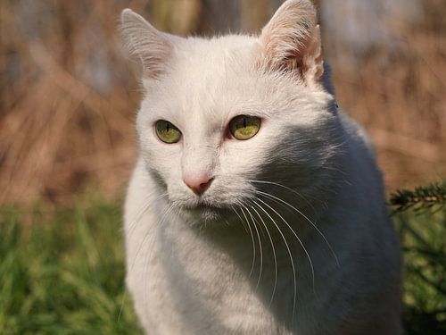 White male cat