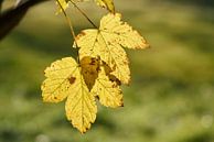 Bladeren van een esdoorn, Acer pseudoplatanus in de herfst van Heiko Kueverling thumbnail