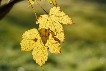 Bladeren van een esdoorn, Acer pseudoplatanus in de herfst