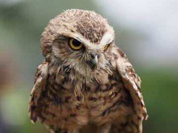 Burrowing owl or the Rabbit owl by Loek Lobel