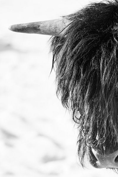 Scottish highlander head by Cindy Van den Broecke