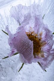 Cosmea in Eis von Marc Heiligenstein