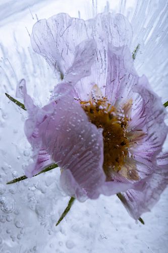 Cosmea in ice