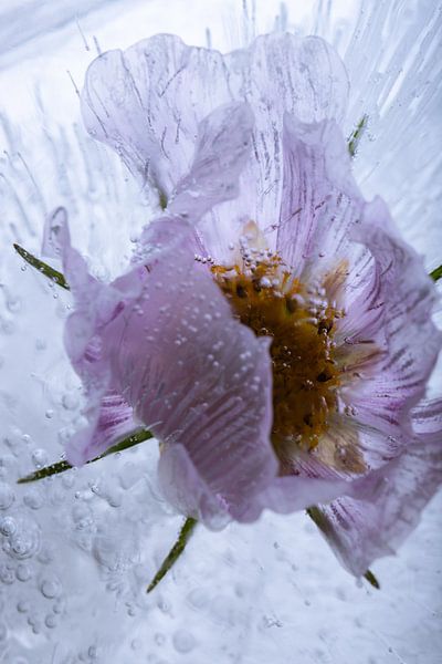 Cosmea in ice by Marc Heiligenstein