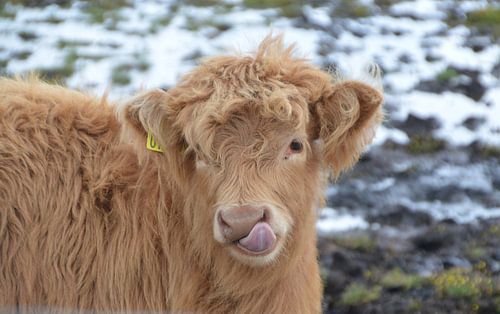 close up Scottish Highlander baby with protruding tongue