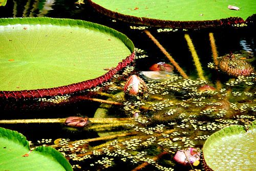 Groen lelieblad in het water