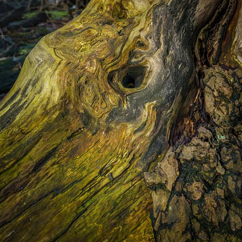 Tronc d'arbre usé