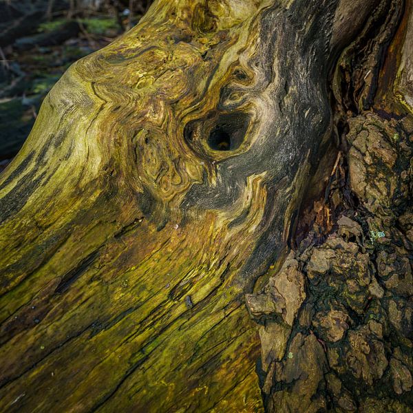 Allesziende boom van Eugene Winthagen