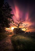 zonsopkomst nationaal park Sallandse heuvelrug