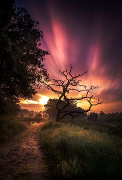sunrise national park Sallandse heuvelrug by Martijn van Steenbergen
