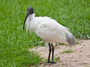 Heiliger Ibis : Tierpark Blijdorp von Loek Lobel