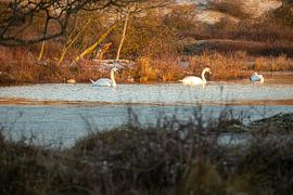 Drie zwanen in een duinmeer op een winterse ochtend