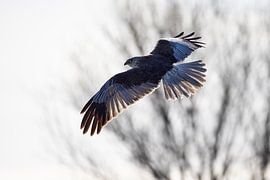 Oiseaux | Le busard des roseaux sous un éclairage particulier sur Servan Ott