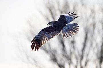 Vogels | Bruine Kiekendief bij bijzonder licht van Servan Ott