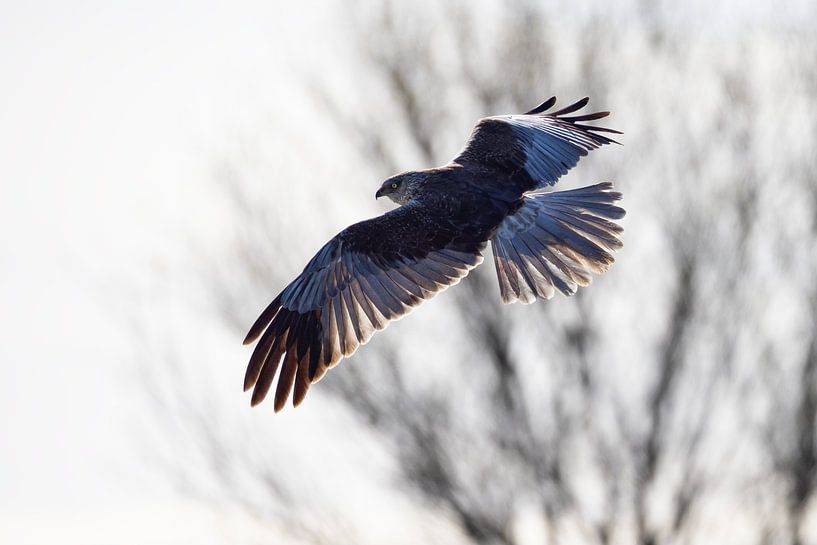 Birds | Marsh Harrier in special light by Servan Ott