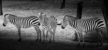 Dieren | zebra's van Sylvana Portier