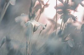 flowers part 392 by Tania Perneel