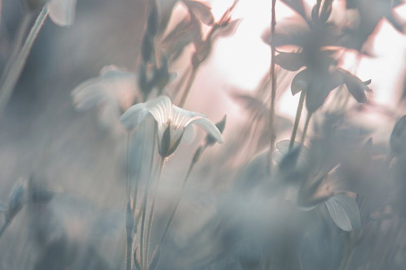 fleurs partie 392 par Tania Perneel