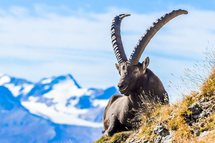 Steinbock von samir Nashashibi