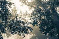 Awakening trees in the morning light. Monochrome.
