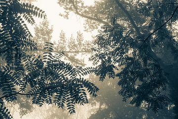 Het ontwaken van bomen in het ochtendlicht. Monochroom. van Femke den Hollander