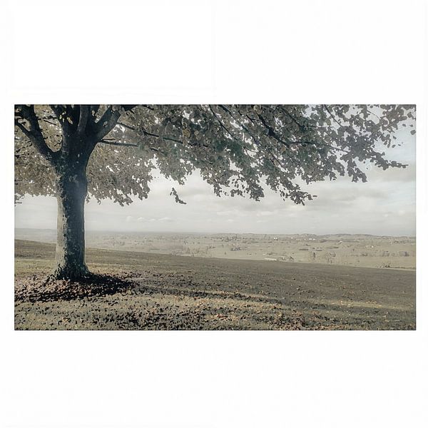 Arbre dans le cadre par Geert Van Baelen