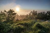 Natur im Harz von Steffen Henze Miniaturansicht