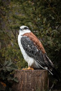 Raubvogel, Rotrückenbussard