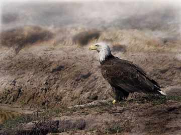American Bald eagle by Loek Lobel