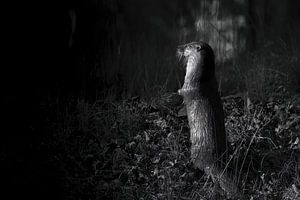 Otter