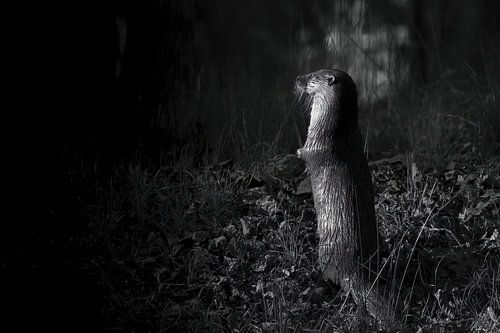 Otter van Rando Kromkamp Natuurfotograaf