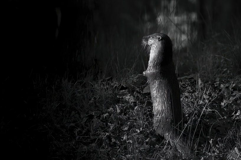 Otter by Rando Kromkamp Natuurfotograaf