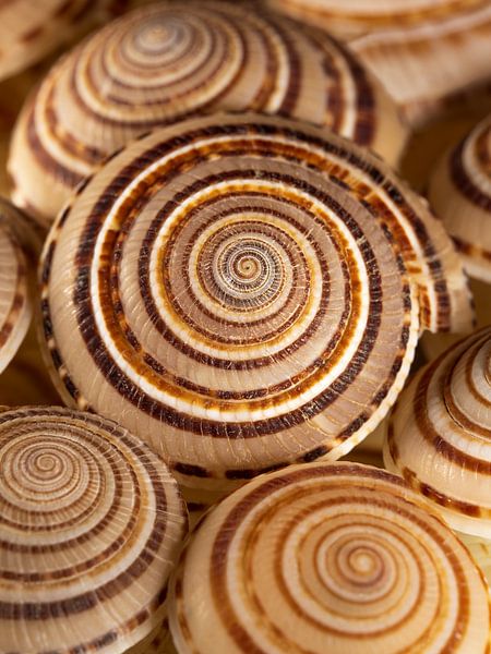 Alleine unter den anderen: Eine spiralförmige Muschel in warmen Brauntönen von Marjolijn van den Berg