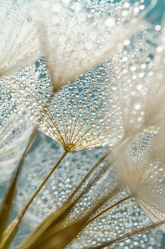 Van binnenuit een Tragopogon
