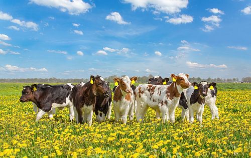 Group of newborn calves standing together in dutch meadow with yellow dandelions