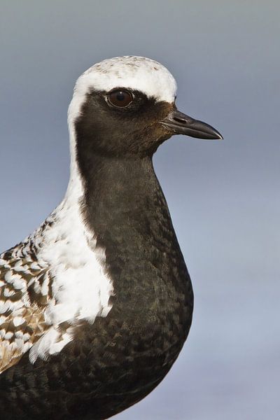 Grey Plover, Pluvialis squatarola by Beschermingswerk voor aan uw muur