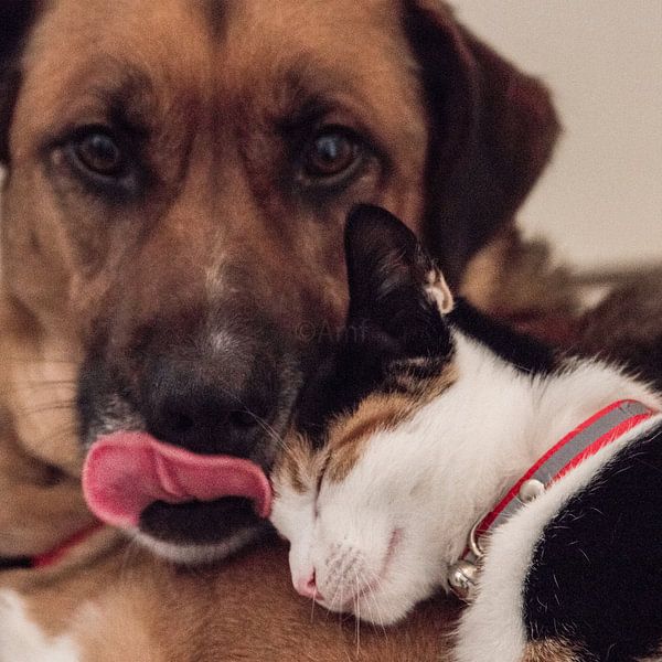 Real love by Annelies Martinot