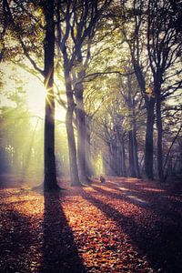 Die Sonne lugt durch den Nebel