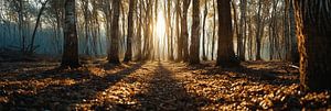 Spaziergang im Wald