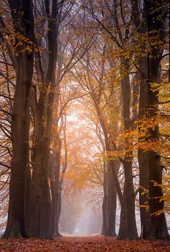 Herfstpracht