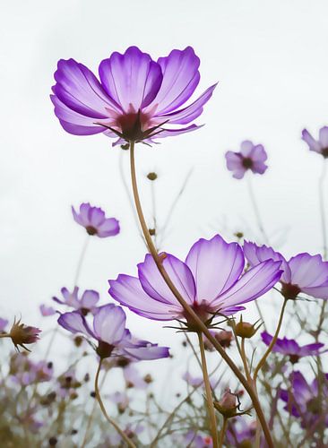 TENDER VIOLET BLOSSOMS