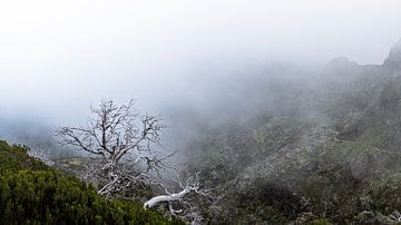 Montagnes, lumière et silence... sur Edwin Kooren