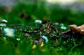 Concept flora : Wildlife by Photoart-Naegele