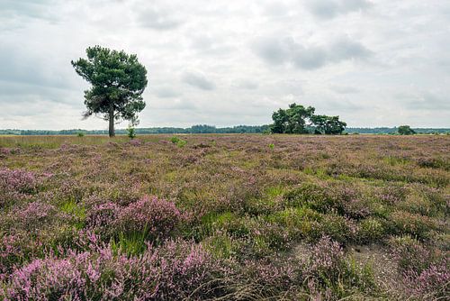 Uitgestrekt heidelandschap in bloei
