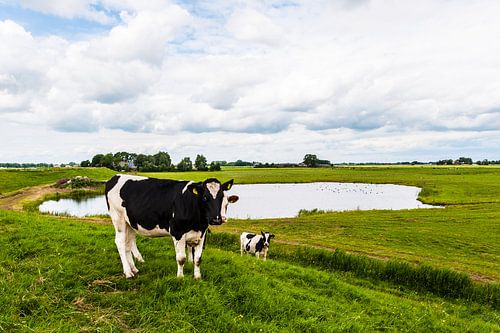 Dutch Cows