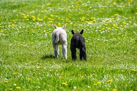 Lämmer. Bruder und Schwester, schwarz und weiß von Ronald Tijs
