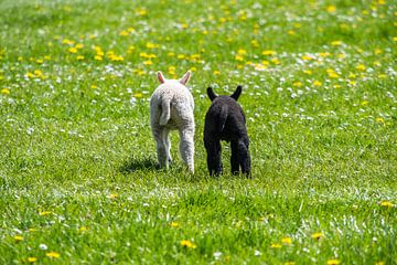 Lambs. brother and sister, black and white by Ronald Tijs