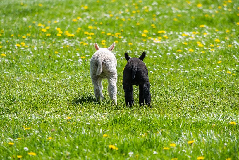 Lambs. brother and sister, black and white by Ronald Tijs